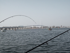 Heringsangeln Stralsund